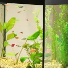 アクアリウムセラピー