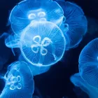 プライバシーポリシー